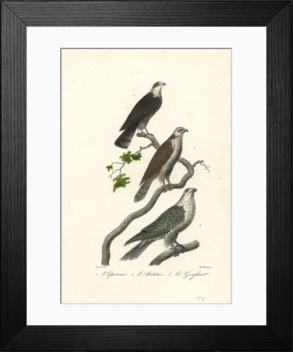 Framed Print : Sparrowhawk, goshawk and gyrfalcon Framed Print : Sparrowhawk, goshawk and gyrfalcon
