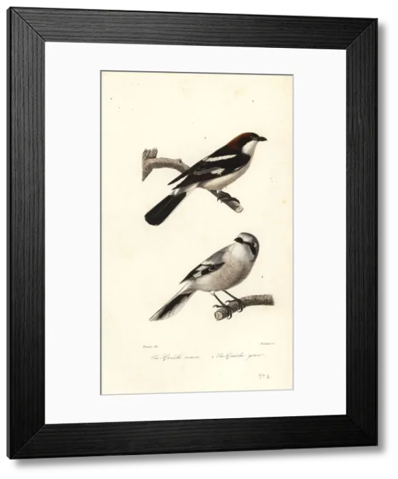 Framed Print : Woodchat shrike and great grey shrike Framed Print : Woodchat shrike and great grey shrike
