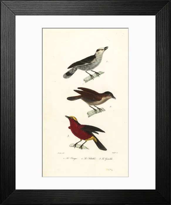 Framed Print : Hook-billed vanga, rufous vanga and yellow-crowned gonolek Framed Print : Hook-billed vanga, rufous vanga and yellow-crowned gonolek