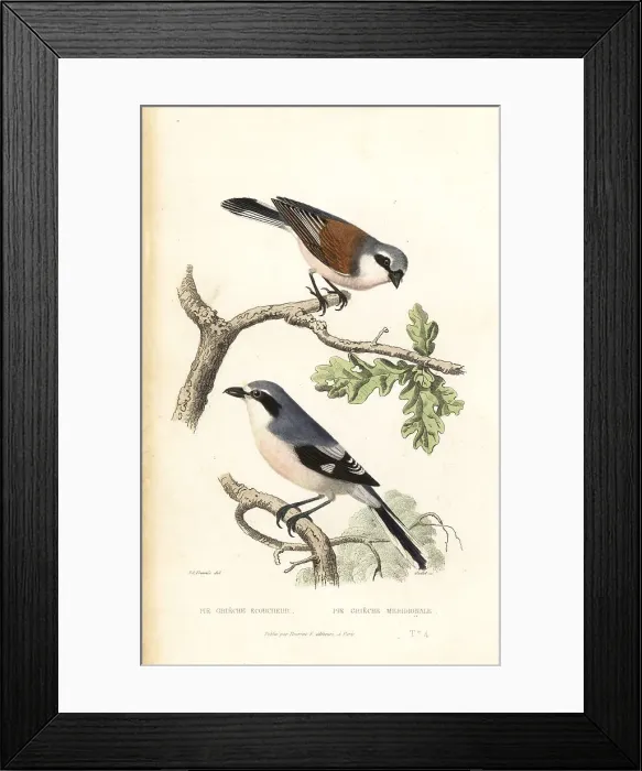 Framed Print : Red-backed shrike and Iberian gray shrike Framed Print : Red-backed shrike and Iberian gray shrike