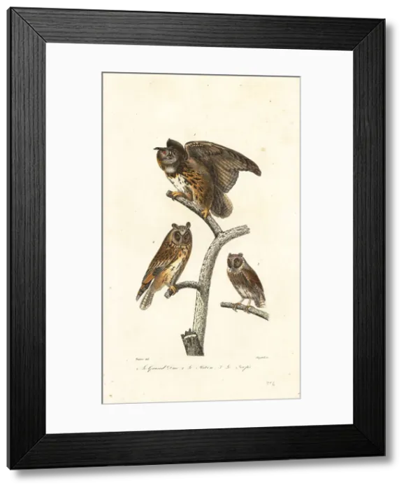 Framed Print : Eurasian eagle-owl, long-eared owl and scops owl Framed Print : Eurasian eagle-owl, long-eared owl and scops owl