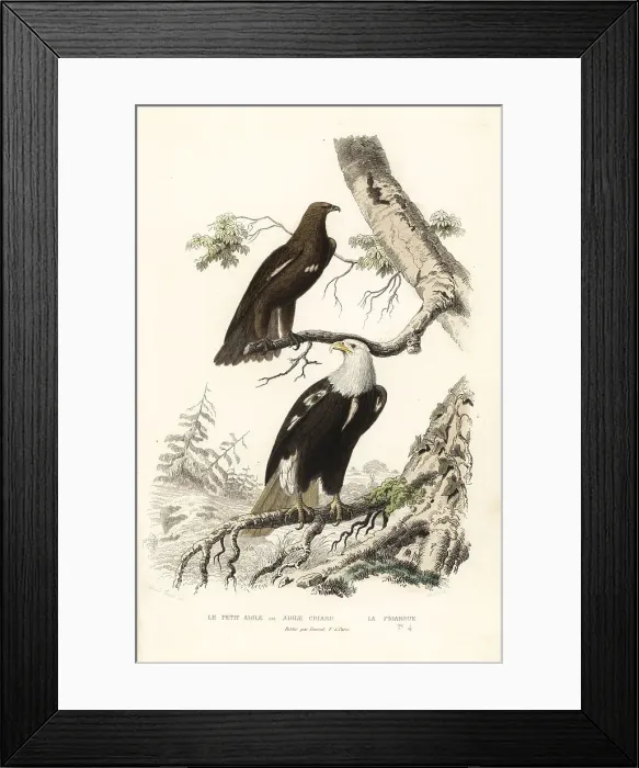 Framed Print : Greater spotted eagle and bald eagle Framed Print : Greater spotted eagle and bald eagle