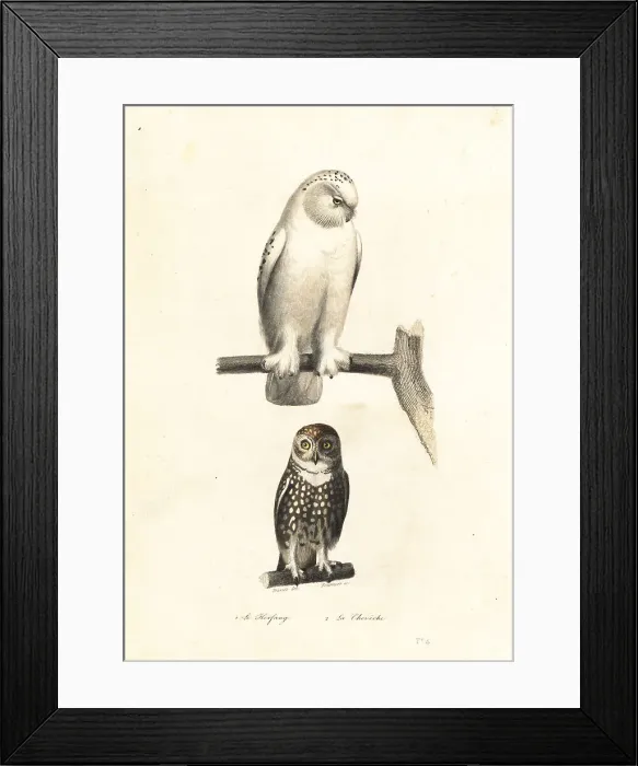 Framed Print : Snowy owl and Eurasian pygmy owl Framed Print : Snowy owl and Eurasian pygmy owl