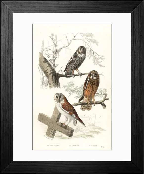 Framed Print : Eurasian tawny owl, hawk owl and short-eared owl Framed Print : Eurasian tawny owl, hawk owl and short-eared owl