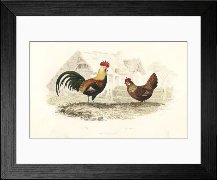 Framed Print : Cock and hen, Phasianus gallus Framed Print : Cock and hen, Phasianus gallus