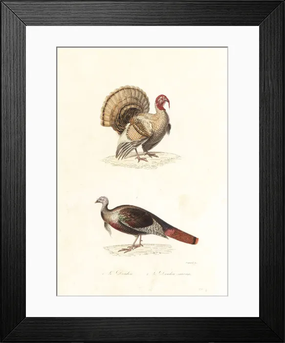 Framed Print : Domesticated turkey and wild turkey Framed Print : Domesticated turkey and wild turkey