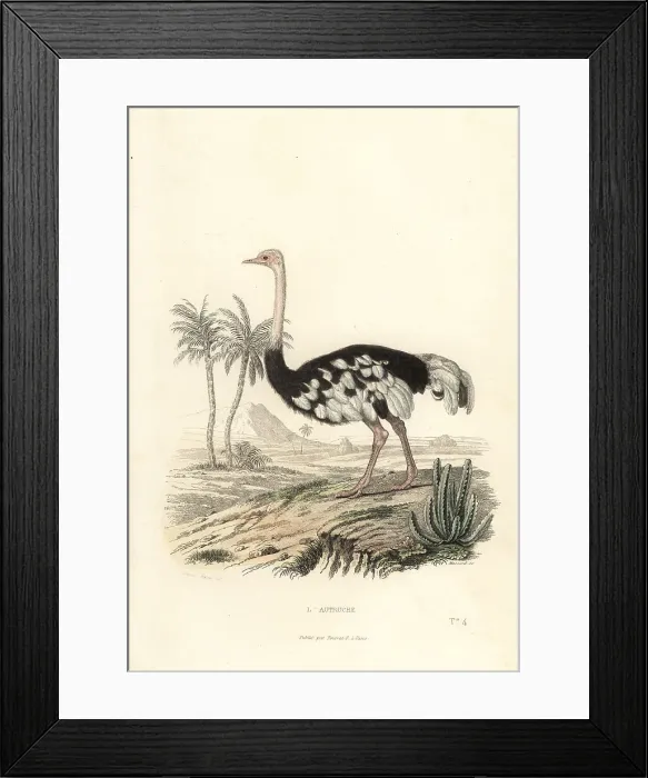 Framed Print : Common ostrich, Struthio camelus Framed Print : Common ostrich, Struthio camelus