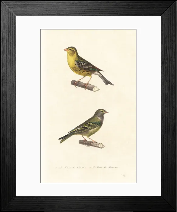 Framed Print : Atlantic canary and European serin Framed Print : Atlantic canary and European serin