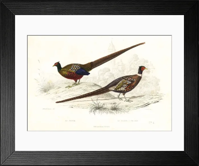Framed Print : Green pheasant and common pheasant Framed Print : Green pheasant and common pheasant