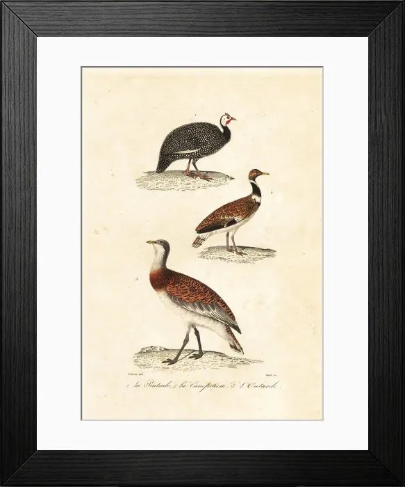Framed Print : Guineafowl and bustards Framed Print : Guineafowl and bustards