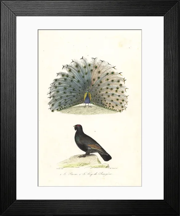 Framed Print : Indian peafowl and western capercaillie Framed Print : Indian peafowl and western capercaillie