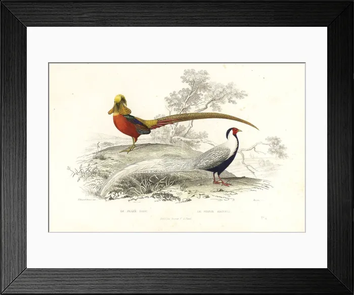 Framed Print : Golden pheasant and silver pheasant Framed Print : Golden pheasant and silver pheasant