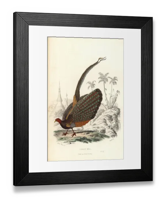 Framed Print : Great argus, Argusianus argus, vulnerable Framed Print : Great argus, Argusianus argus, vulnerable