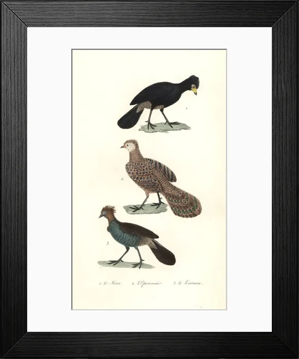 Framed Print : Black curassow, grey peacock-pheasaant and chachalaca Framed Print : Black curassow, grey peacock-pheasaant and chachalaca