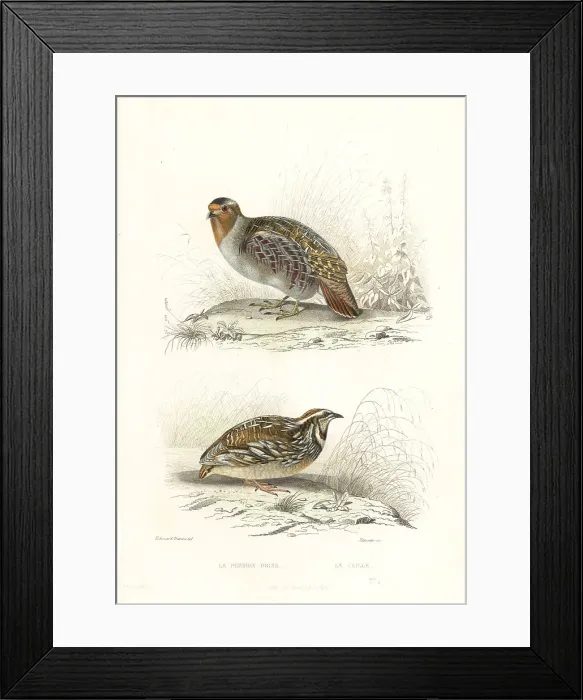 Framed Print : Grey partridge and common quail Framed Print : Grey partridge and common quail