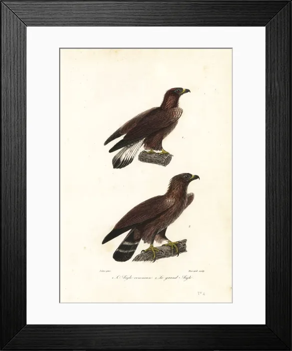 Framed Print : Golden eagle, Aquila chrysaetos Framed Print : Golden eagle, Aquila chrysaetos