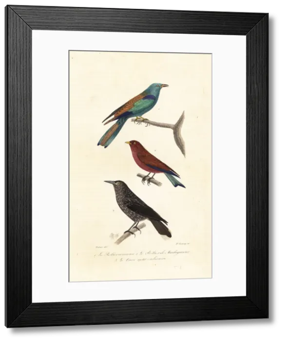 Framed Print : Rollers and nutcracker Framed Print : Rollers and nutcracker