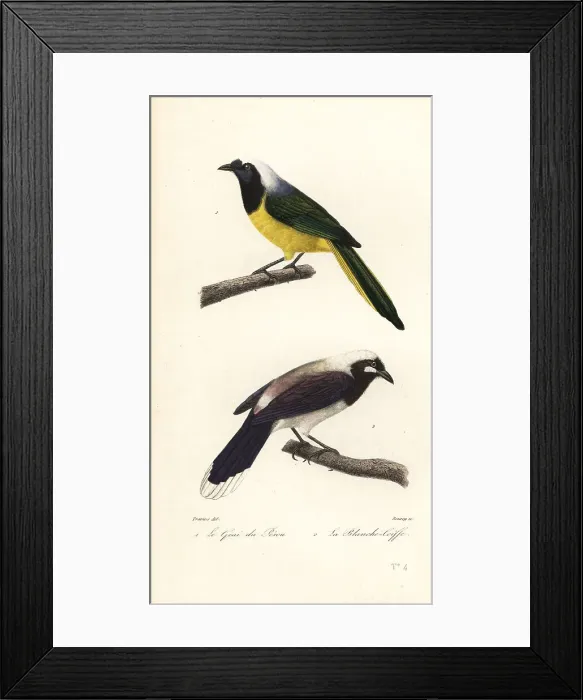 Framed Print : Inca jay and Cayenne jay Framed Print : Inca jay and Cayenne jay
