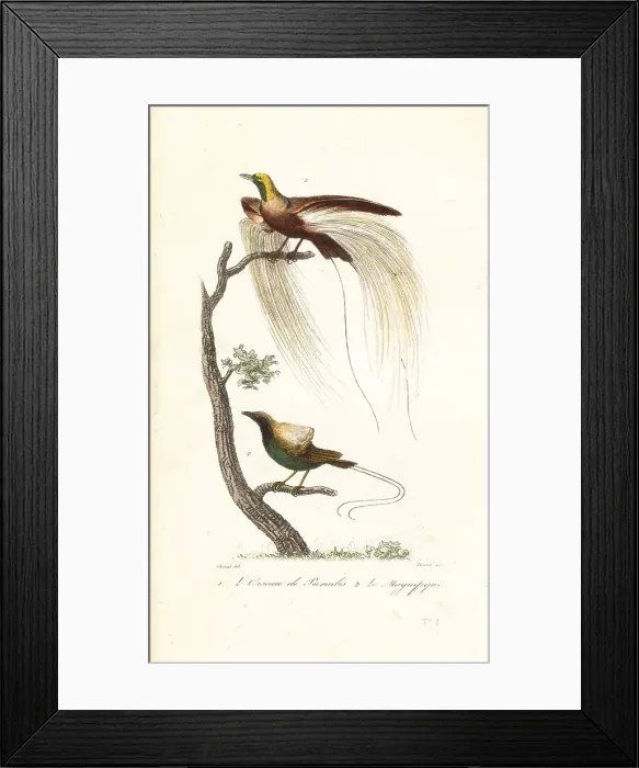 Framed Print : Greater bird-of-paradise and magnificent bird-of-paradise Framed Print : Greater bird-of-paradise and magnificent bird-of-paradise
