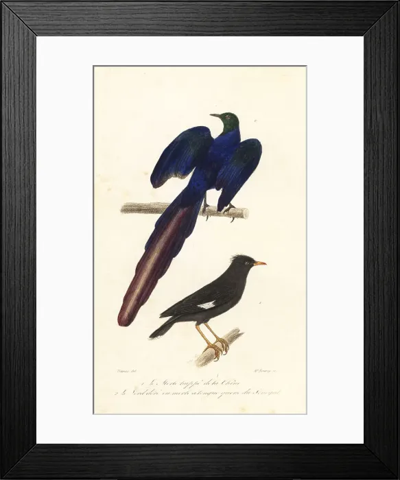 Framed Print : Crested myna and long-tailed glossy starling Framed Print : Crested myna and long-tailed glossy starling