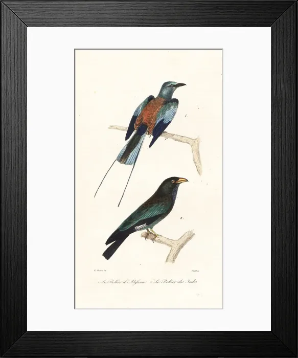 Framed Print : Abyssinian roller and dollar bird Framed Print : Abyssinian roller and dollar bird