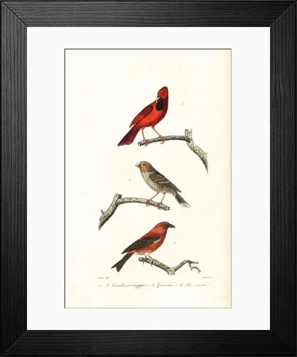 Framed Print : Northern cardinal, Brazilian grosbeak and crossbill Framed Print : Northern cardinal, Brazilian grosbeak and crossbill