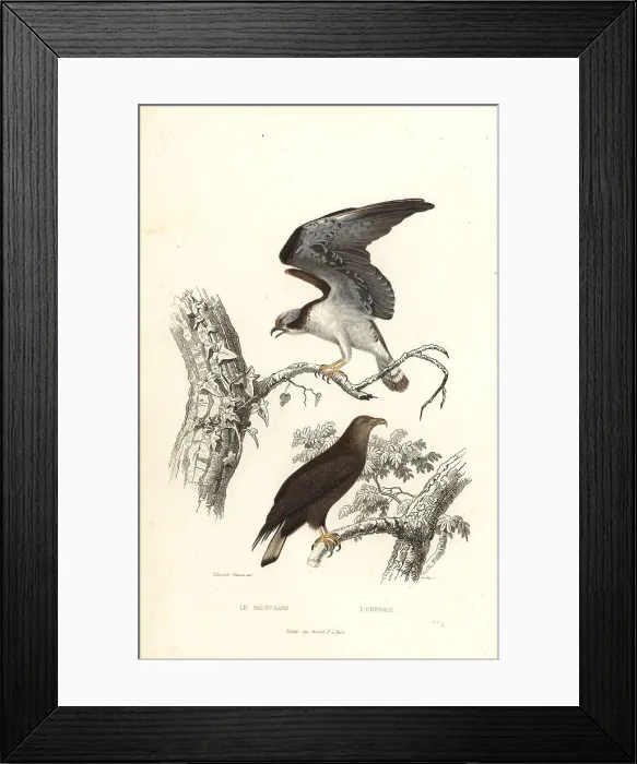 Framed Print : Osprey and white-tailed eagle Framed Print : Osprey and white-tailed eagle