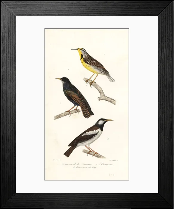 Framed Print : Eastern meadowlark, starling and pied myna Framed Print : Eastern meadowlark, starling and pied myna