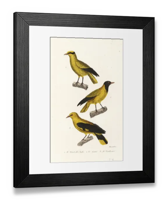 Framed Print : Oriole species Framed Print : Oriole species