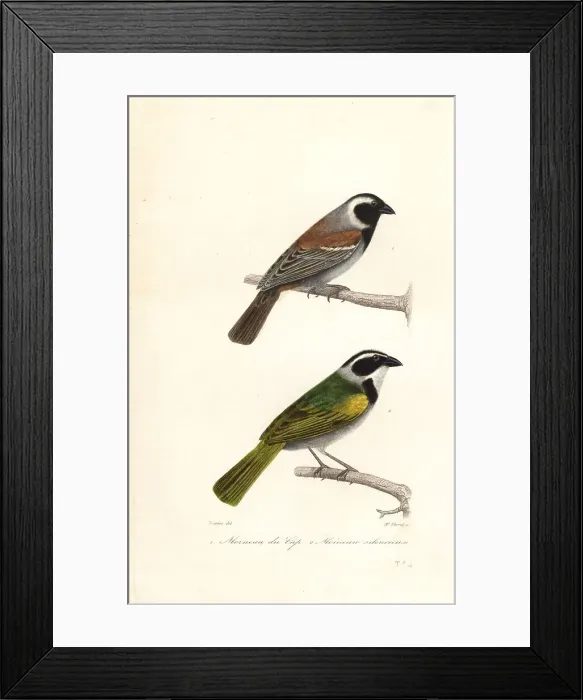 Framed Print : Cape sparrow and white-browed brush finch Framed Print : Cape sparrow and white-browed brush finch