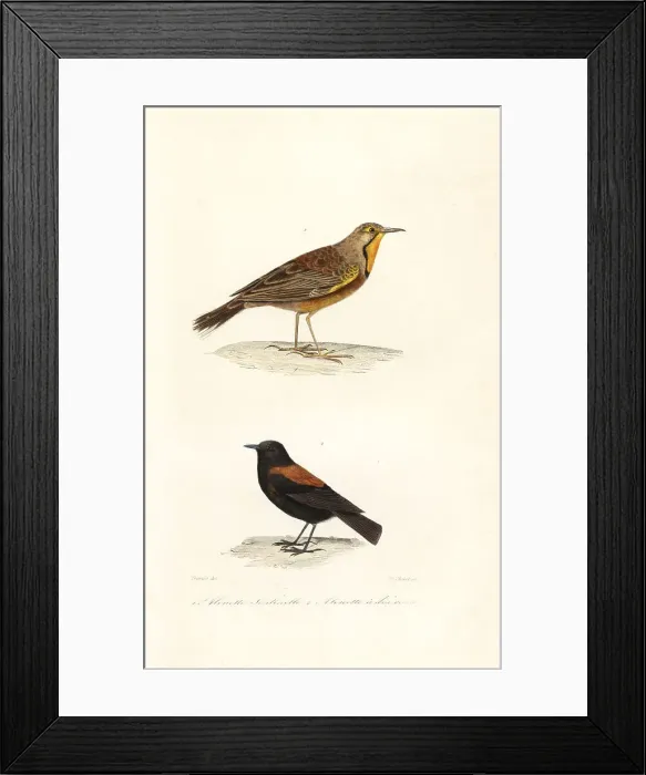Framed Print : Cape longclaw and Patagonian negrito Framed Print : Cape longclaw and Patagonian negrito