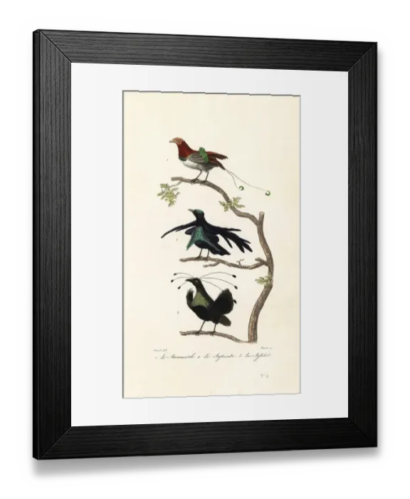 Framed Print : King bird-of-paradise, greater lophorina and Arfak parotia Framed Print : King bird-of-paradise, greater lophorina and Arfak parotia