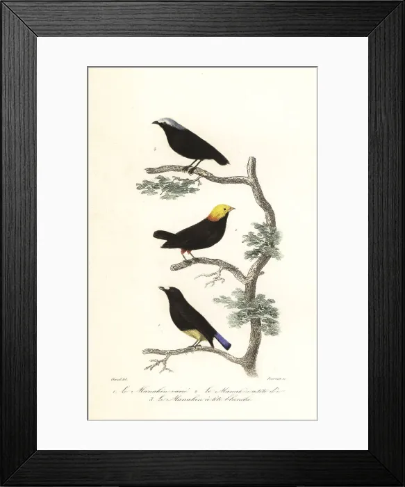 Framed Print : Manakin species Framed Print : Manakin species