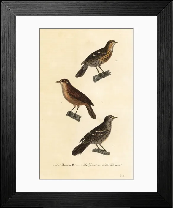 Framed Print : Great reed warbler, song thrush and mistle thrush Framed Print : Great reed warbler, song thrush and mistle thrush