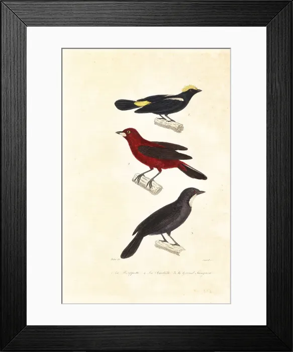 Framed Print : Tanagers and saltator Framed Print : Tanagers and saltator