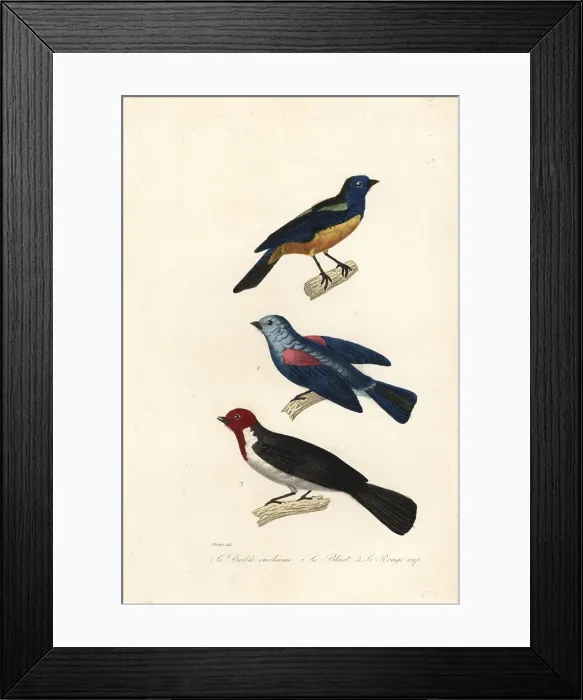 Framed Print : Turquoise tanager, blue-grey tanager, and red-capped cardinal Framed Print : Turquoise tanager, blue-grey tanager, and red-capped cardinal
