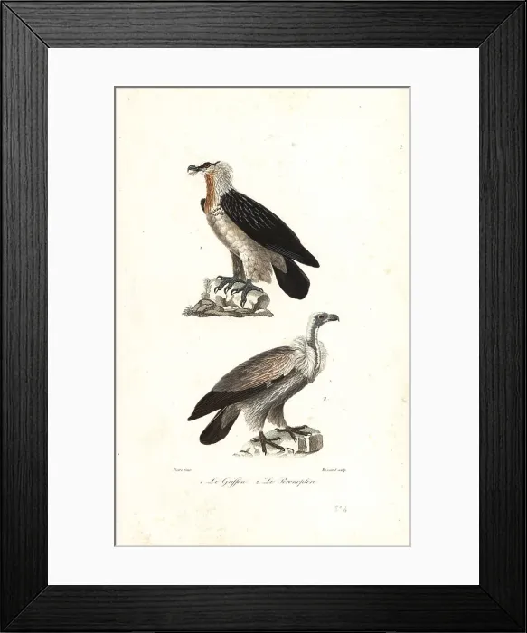 Framed Print : Bearded eagle and Eurasia griffon Framed Print : Bearded eagle and Eurasia griffon