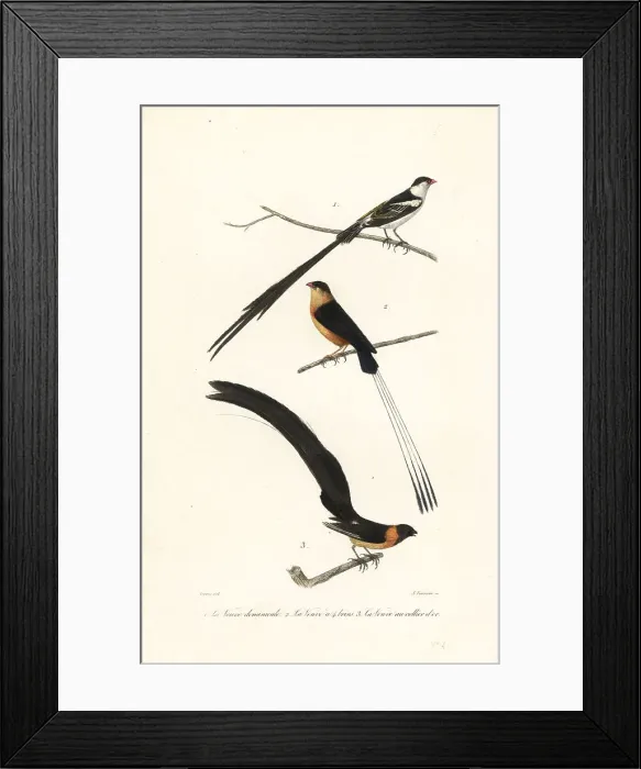 Framed Print : Whydah birds Framed Print : Whydah birds