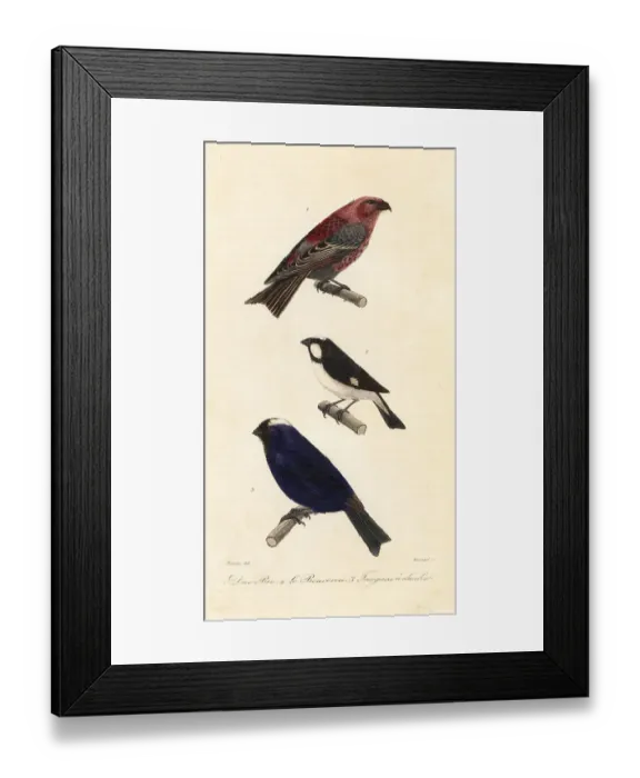 Framed Print : Pine grosbeak, lined seedeater and diademed tanager Framed Print : Pine grosbeak, lined seedeater and diademed tanager