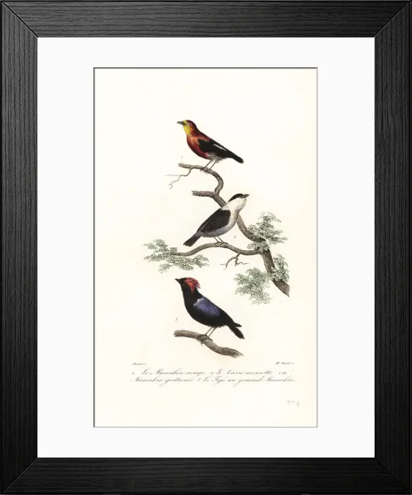 Framed Print : Manakin species Framed Print : Manakin species