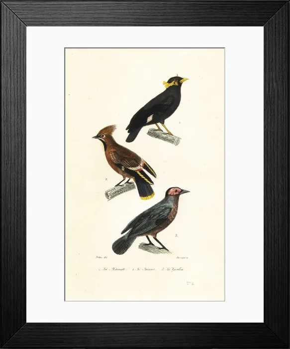 Framed Print : Hill myna, Bohemian waxwing and coleto Framed Print : Hill myna, Bohemian waxwing and coleto