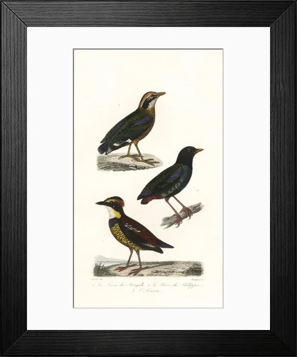 Framed Print : Indian pitta, hooded pitta and Javan banded pitta Framed Print : Indian pitta, hooded pitta and Javan banded pitta