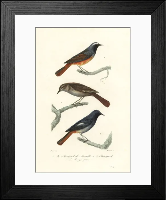 Framed Print : Redstart, thrush nightingale and black redstart Framed Print : Redstart, thrush nightingale and black redstart