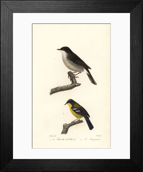 Framed Print : Lesser whitethroat and yellow-throated warbler Framed Print : Lesser whitethroat and yellow-throated warbler