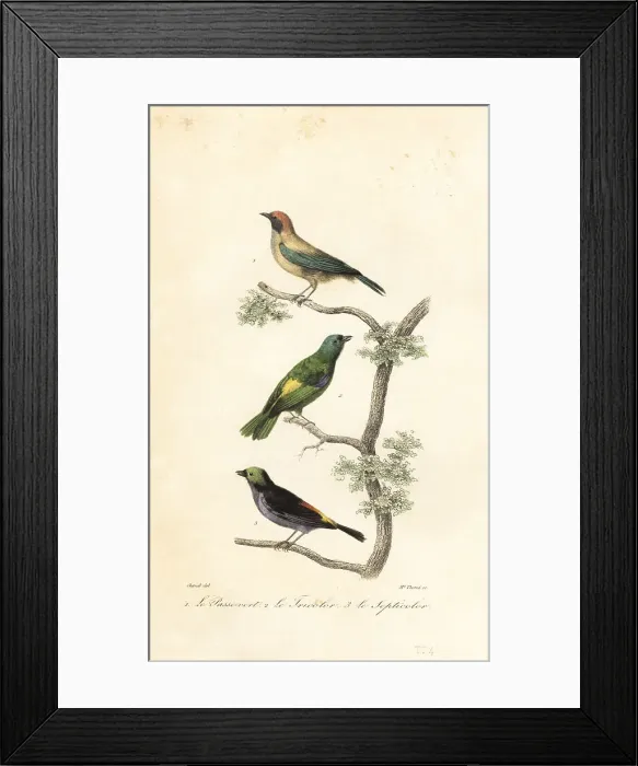 Framed Print : Burnished-buff tanager, green-headed tanager and paradise tanage