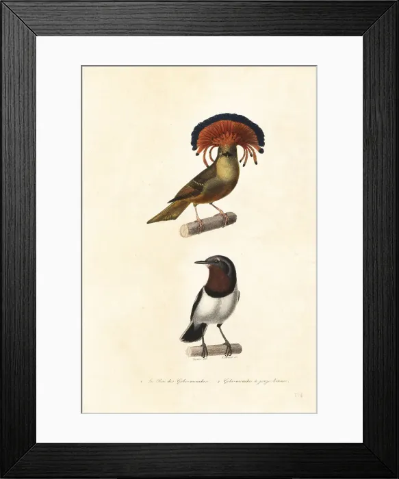 Framed Print : Amazonian royal flycatcher and brown-throated wattle-eye Framed Print : Amazonian royal flycatcher and brown-throated wattle-eye