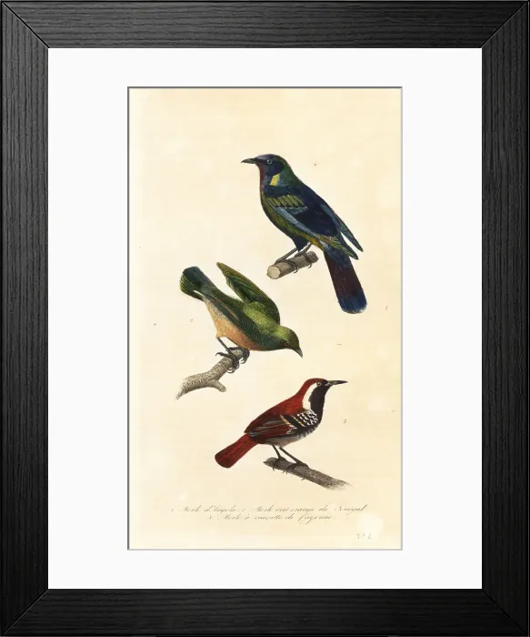 Framed Print : Cape starling, bokmakierie and ferruginous-backed antbird Framed Print : Cape starling, bokmakierie and ferruginous-backed antbird