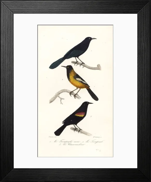 Framed Print : Greater Antillean grackle, Audubon's oriole and red-winged black Framed Print : Greater Antillean grackle, Audubon's oriole and red-winged black