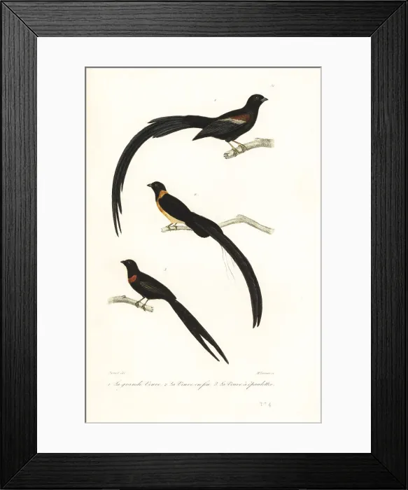 Framed Print : Whydah birds and widowbird Framed Print : Whydah birds and widowbird