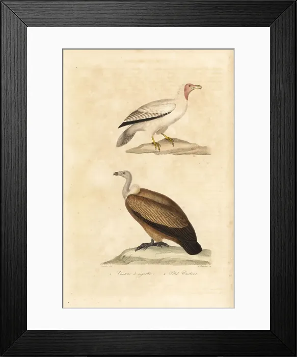 Framed Print : Endangered Egyptian and Nubian vultures Framed Print : Endangered Egyptian and Nubian vultures